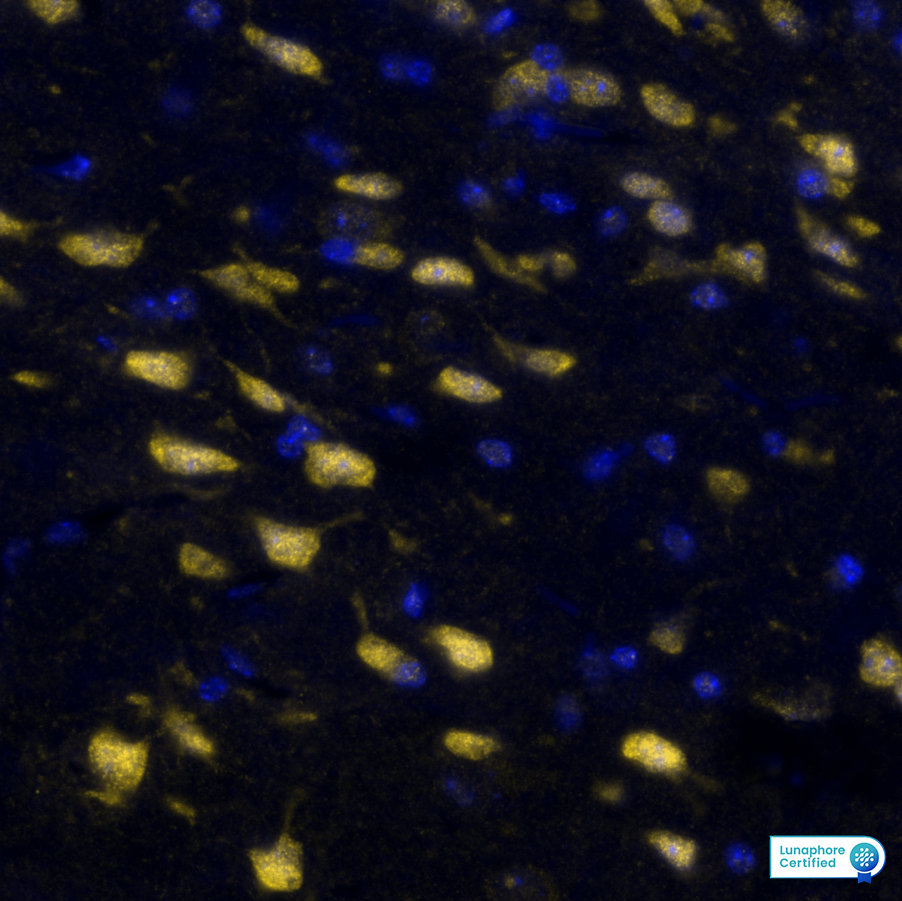 SOX2 Antibody - BSA Free Detection of SOX2 in Mouse Brain Cortex via seqIF™ staining on COMET™