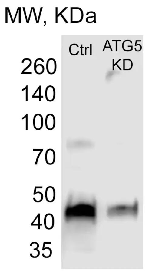 ATG5 Antibody - BSA Free
