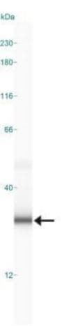 MBP Antibody - BSA Free