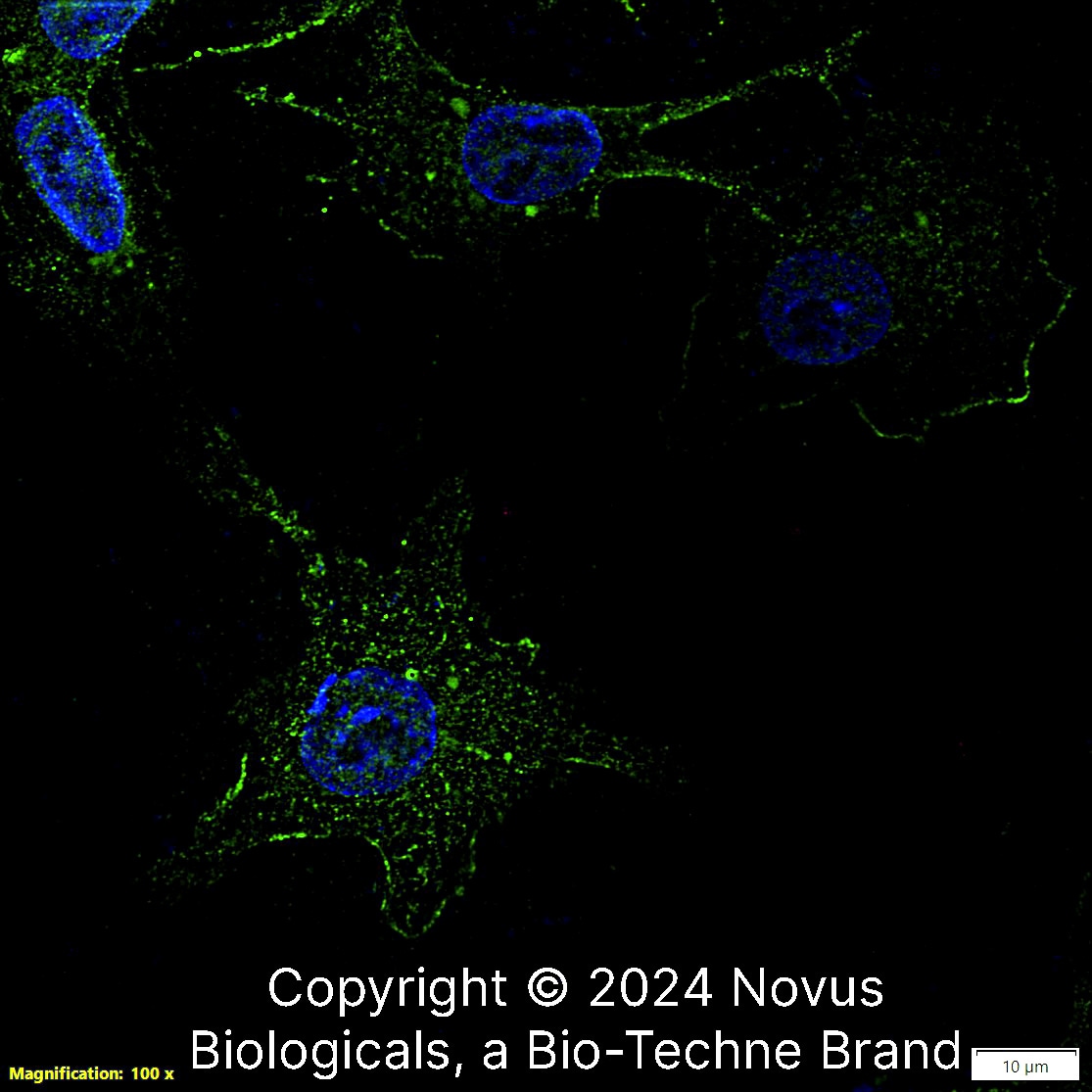 Osteopontin/OPN Antibody (1B20) - BSA Free