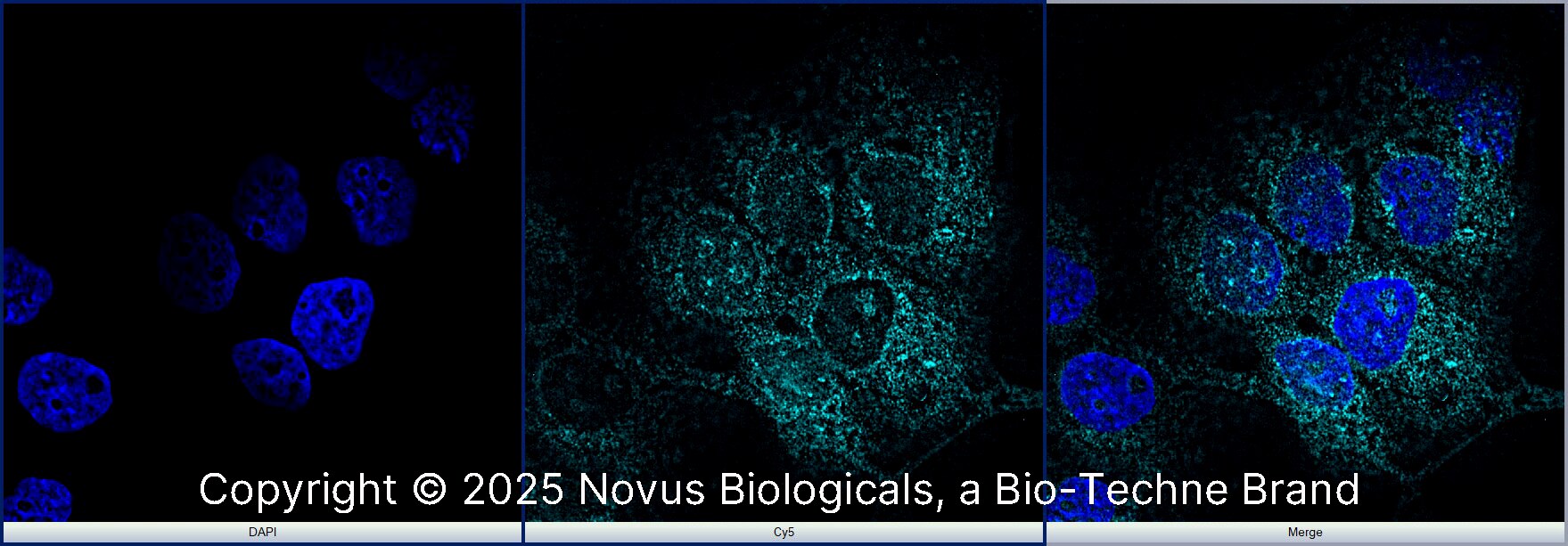 Ki67/MKI67 Antibody - BSA Free