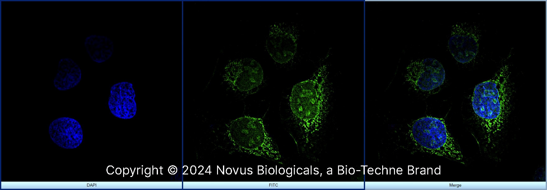 Ki67/MKI67 Antibody - BSA Free