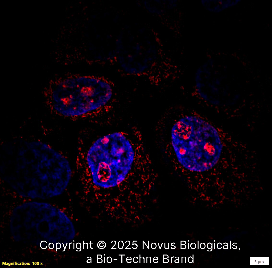 Ki67/MKI67 Antibody - BSA Free