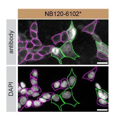 hnRNP A2B1 Antibody (DP3B3) - BSA Free