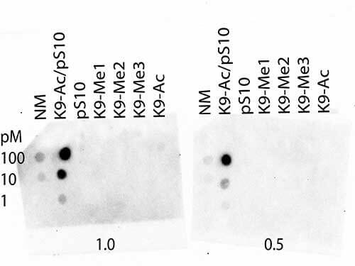Histone H3 [p Ser10, ac Lys9] Antibody Histone H3 [p Ser10, ac Lys9] Antibody Dot Blot Analysis