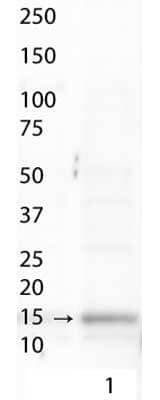 Western Blot analysis of Histone H3 [ac Lys9/phospho Ser10] Antibody