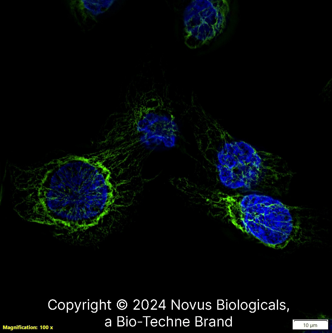Nestin Antibody (10C2) - BSA Free
