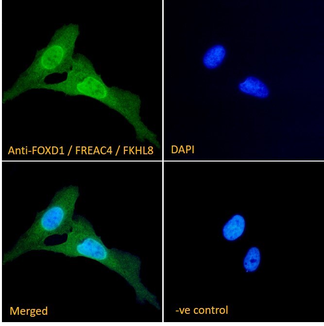 FOXD1 Antibody