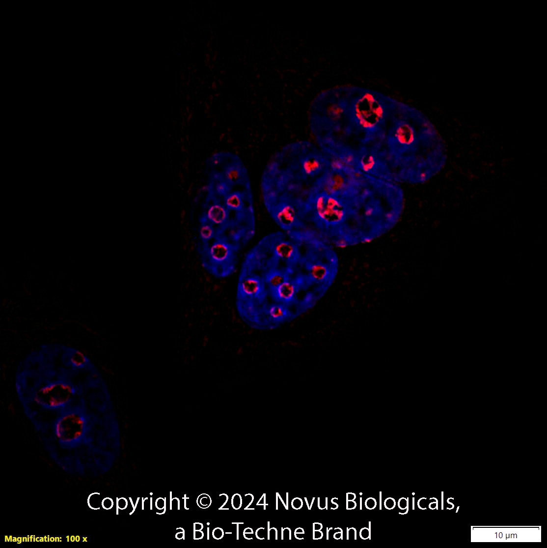 Ki67/MKI67 Antibody - BSA Free