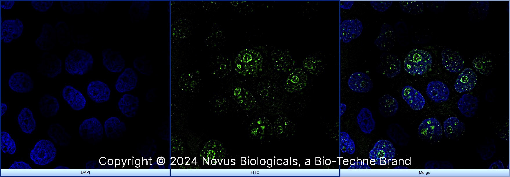 Ki67/MKI67 Antibody - BSA Free
