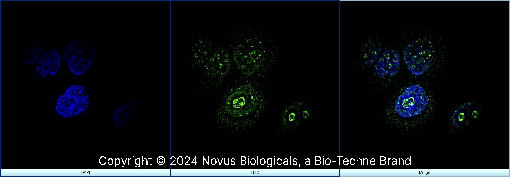Ki67/MKI67 Antibody - BSA Free
