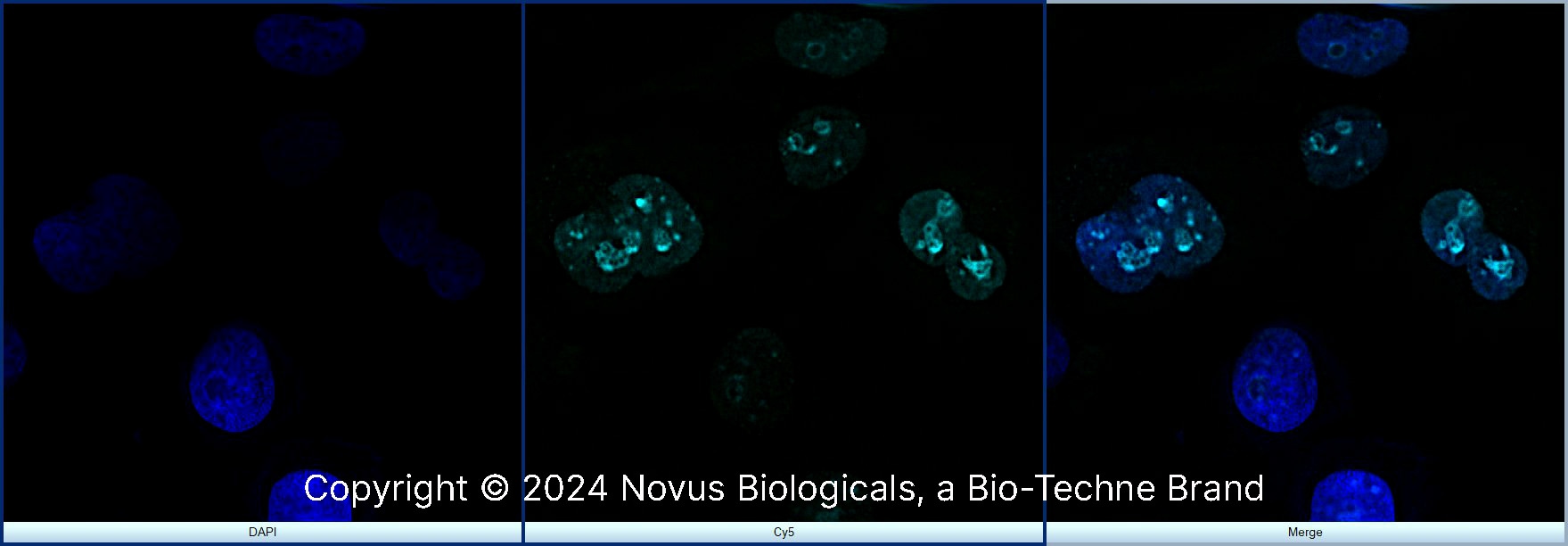 Ki67/MKI67 Antibody - BSA Free