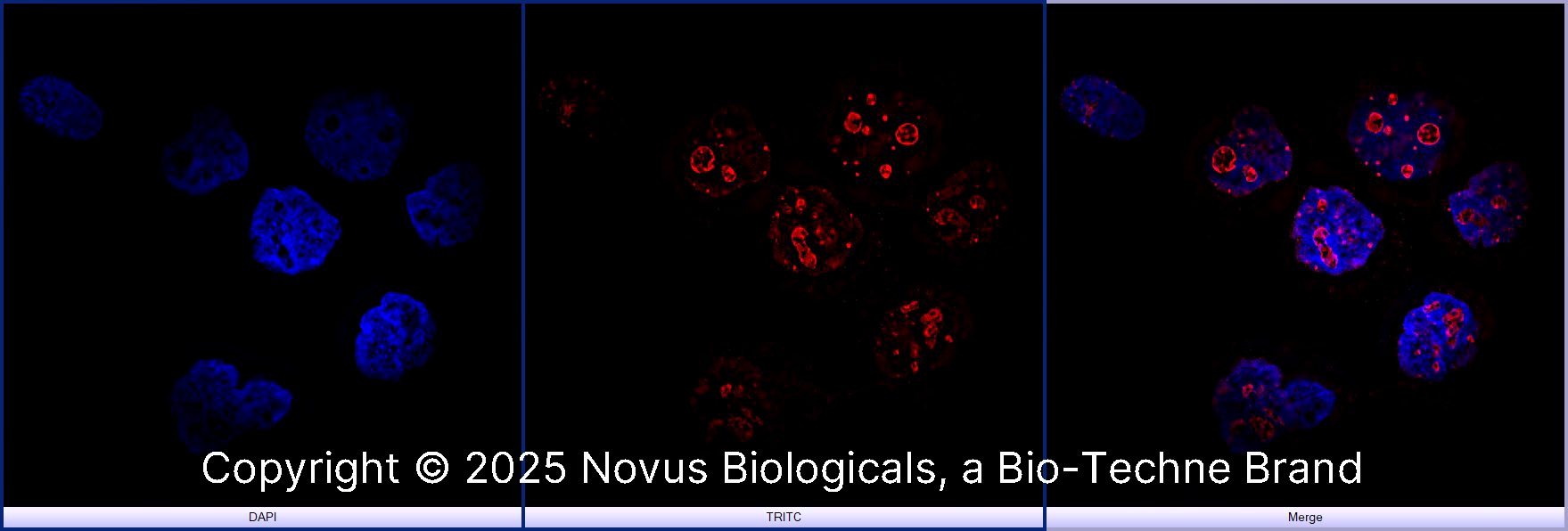 Ki67/MKI67 Antibody - BSA Free