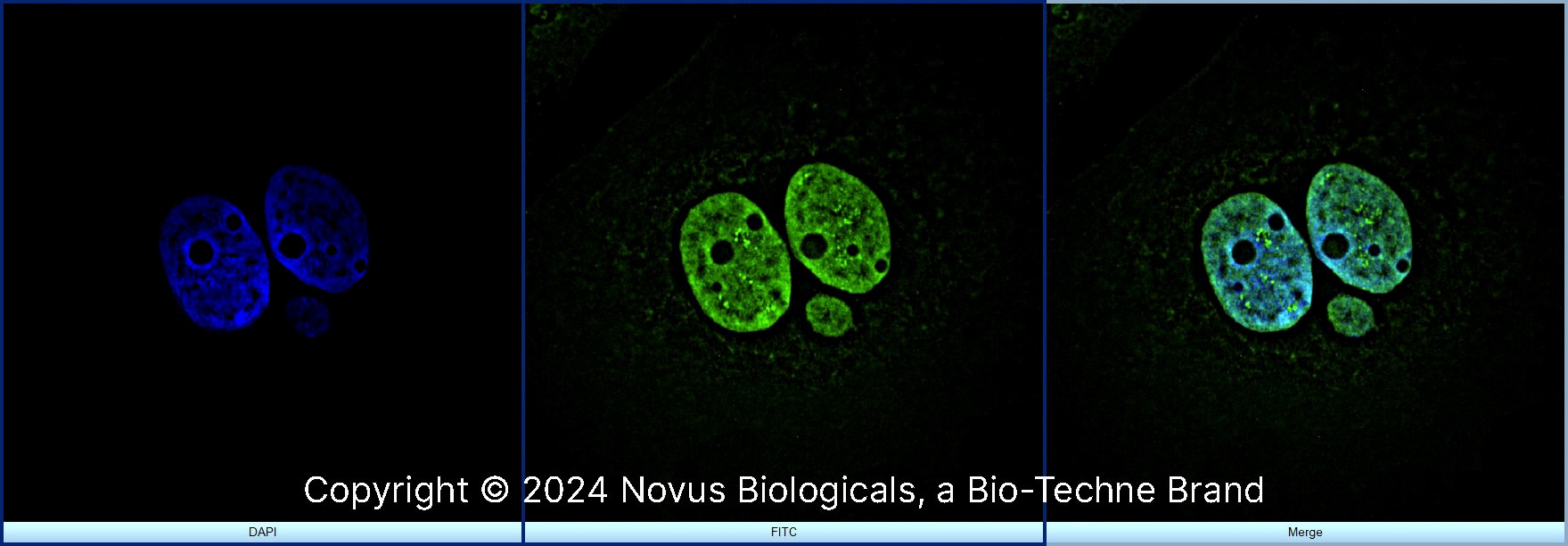 Histone H3 Antibody - BSA Free