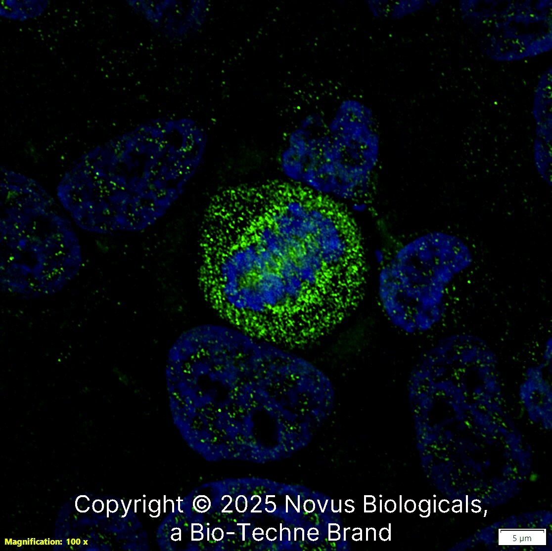 Survivin [p Thr34] Antibody - BSA Free
