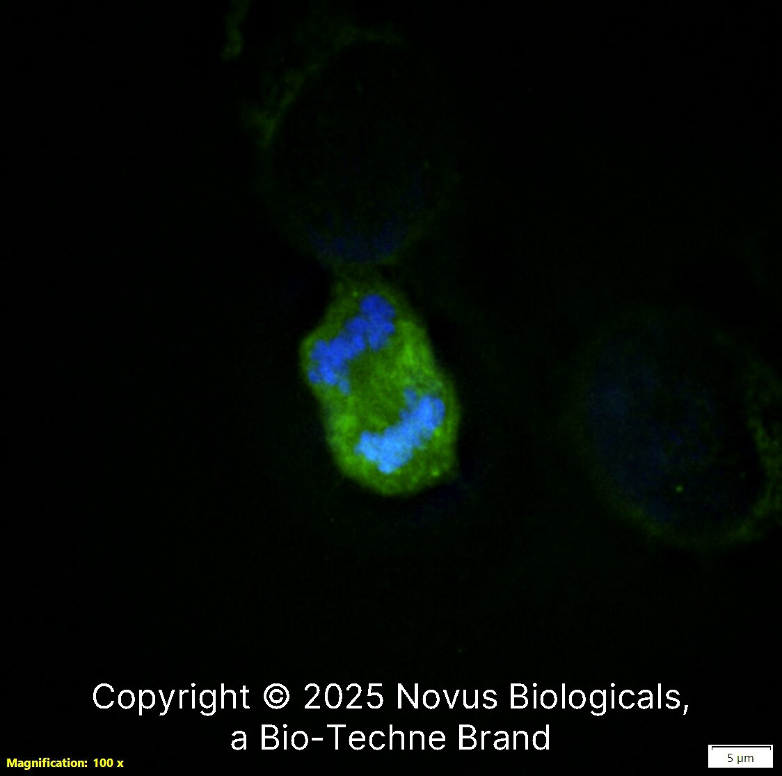 Survivin Antibody (32.1) - BSA Free