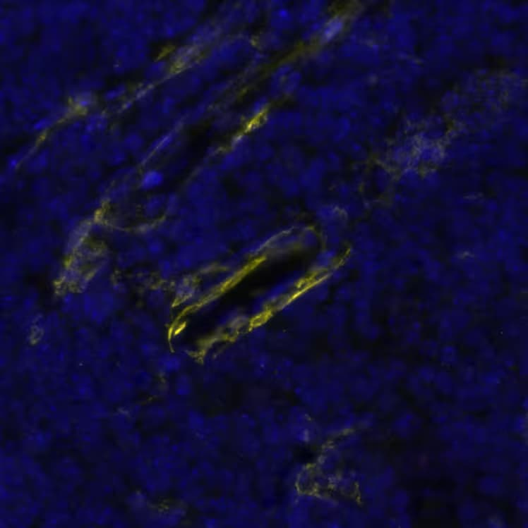 CD34 Antibody (MEC 14.7)