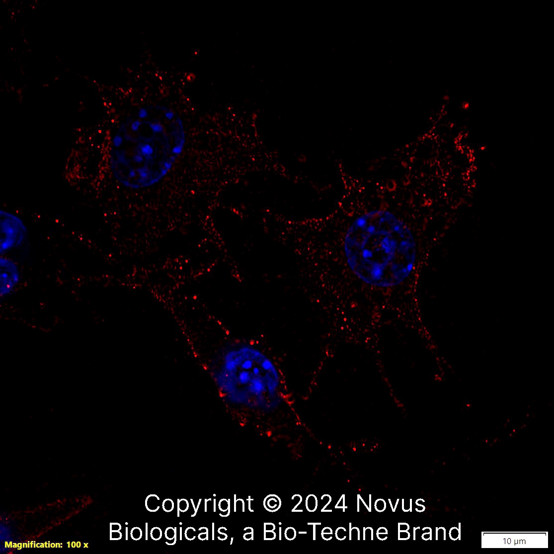 CD11b Antibody (M1/70.15) - BSA Free