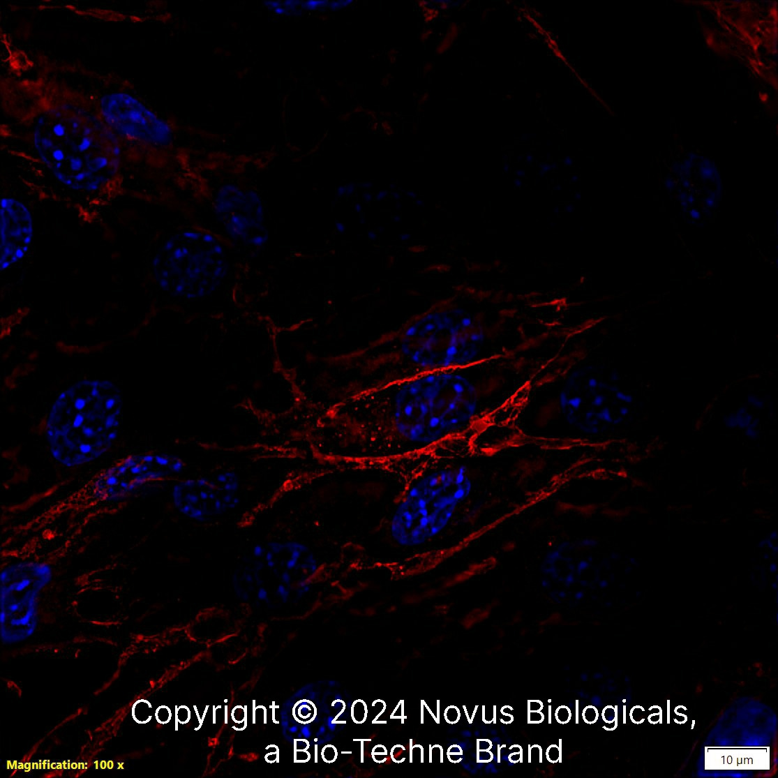 CD31/PECAM-1 Antibody (MEC13.3) - BSA Free