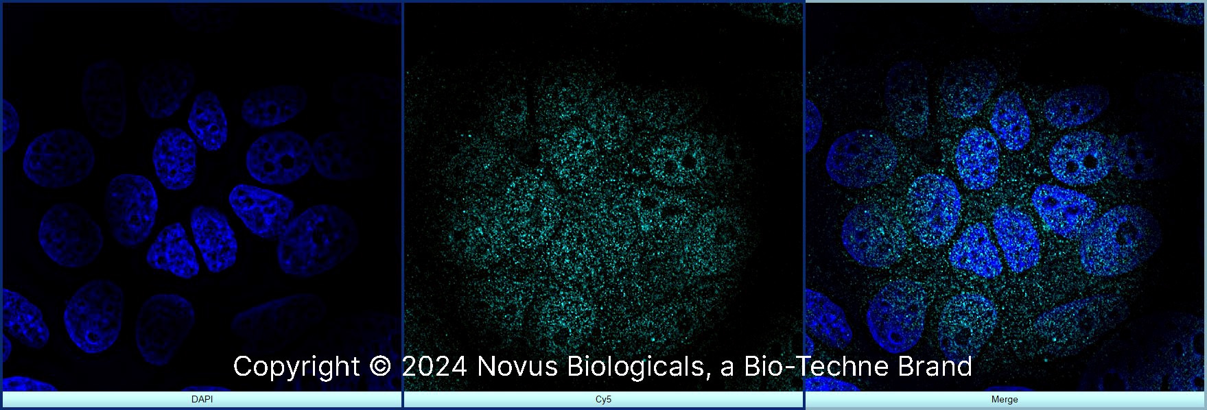 FoxP3 Antibody - BSA Free