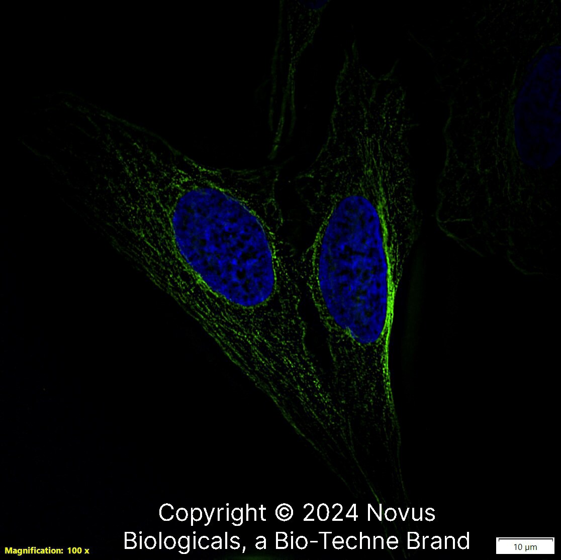 alpha Tubulin Antibody (YL1/2) - BSA Free