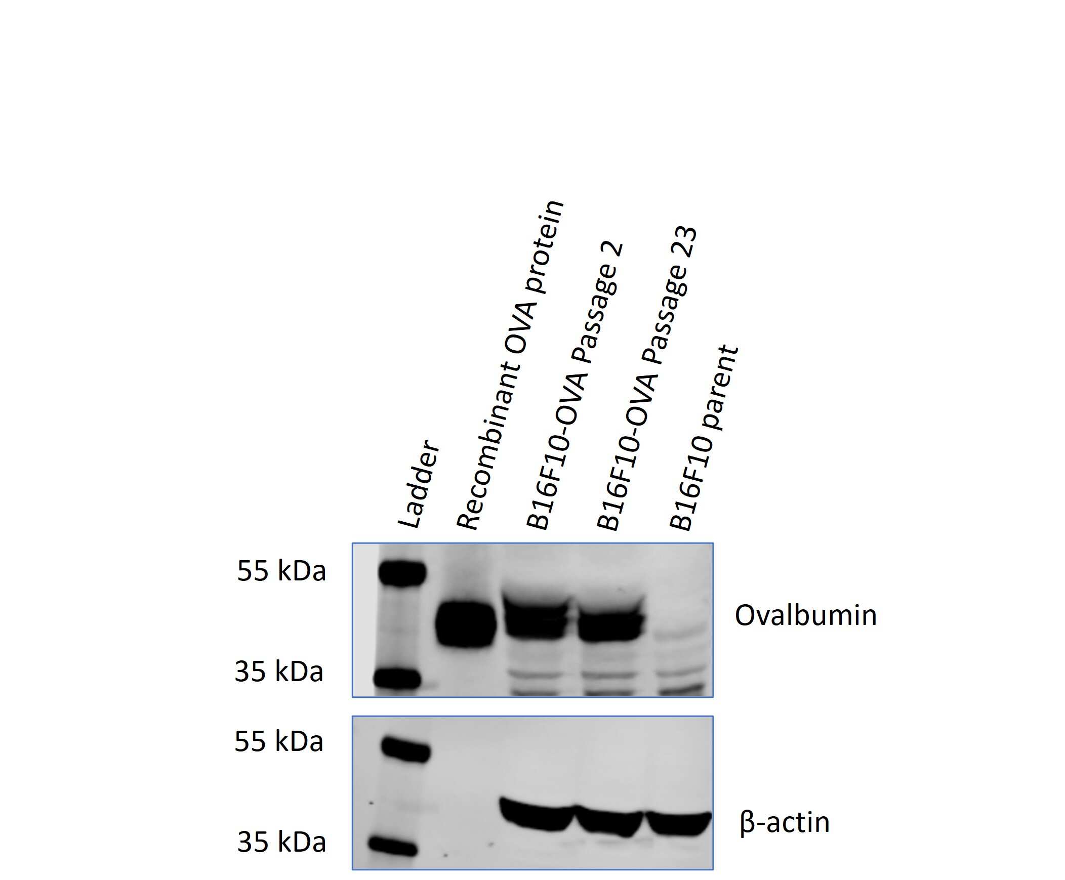 Ovalbumin Antibody - BSA Free