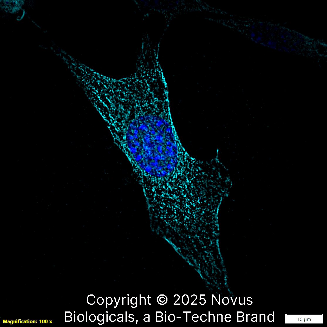 beta Tubulin Antibody - BSA Free
