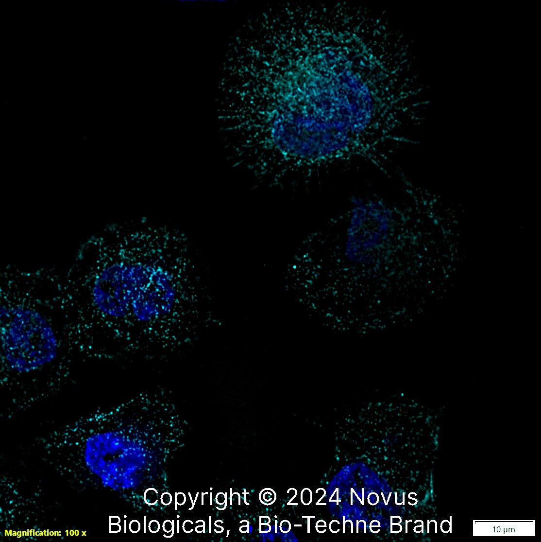 beta Tubulin Antibody - BSA Free