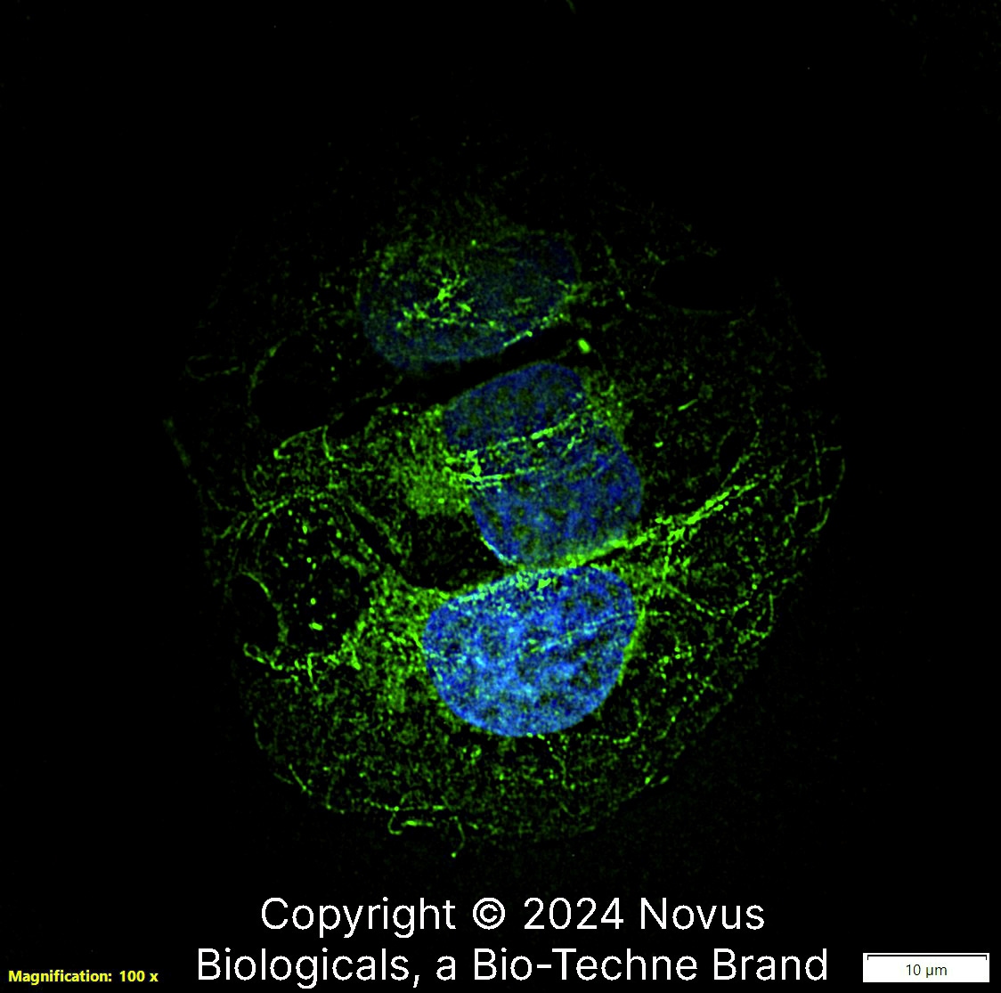 beta Tubulin Antibody - BSA Free