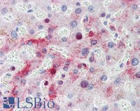 MTHFD1 Antibody