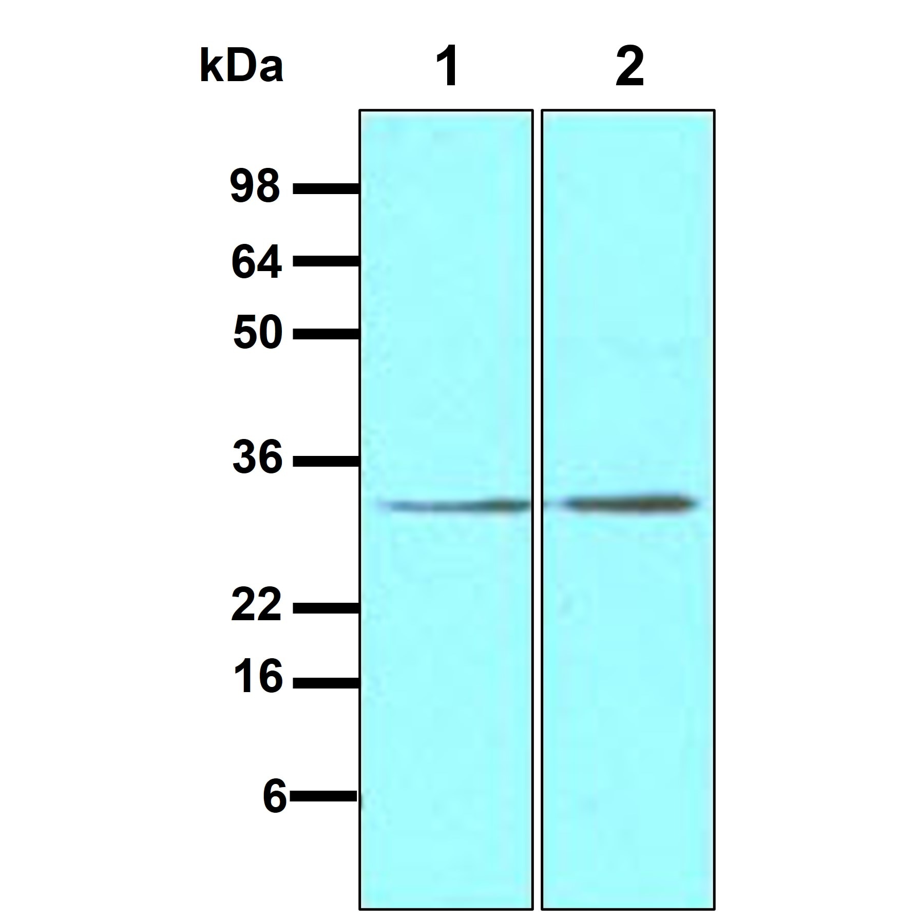 STEAP1 Antibody (J2D2) - BSA Free