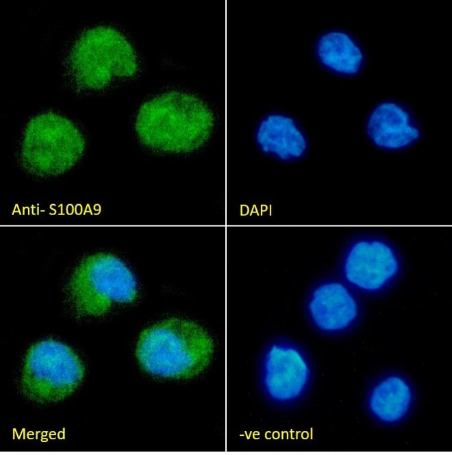 S100A9 Antibody
