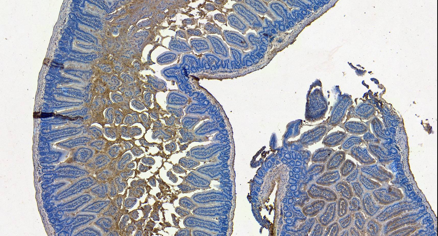 SLC10A2 Antibody