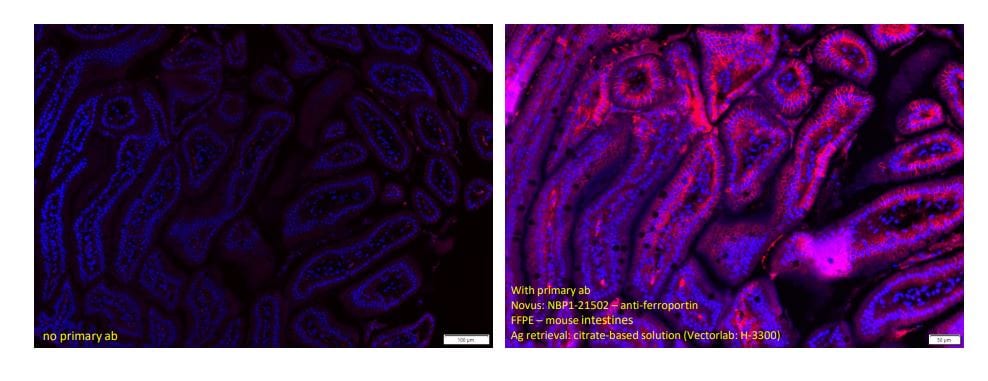 Ferroportin/SLC40A1 Antibody - BSA Free