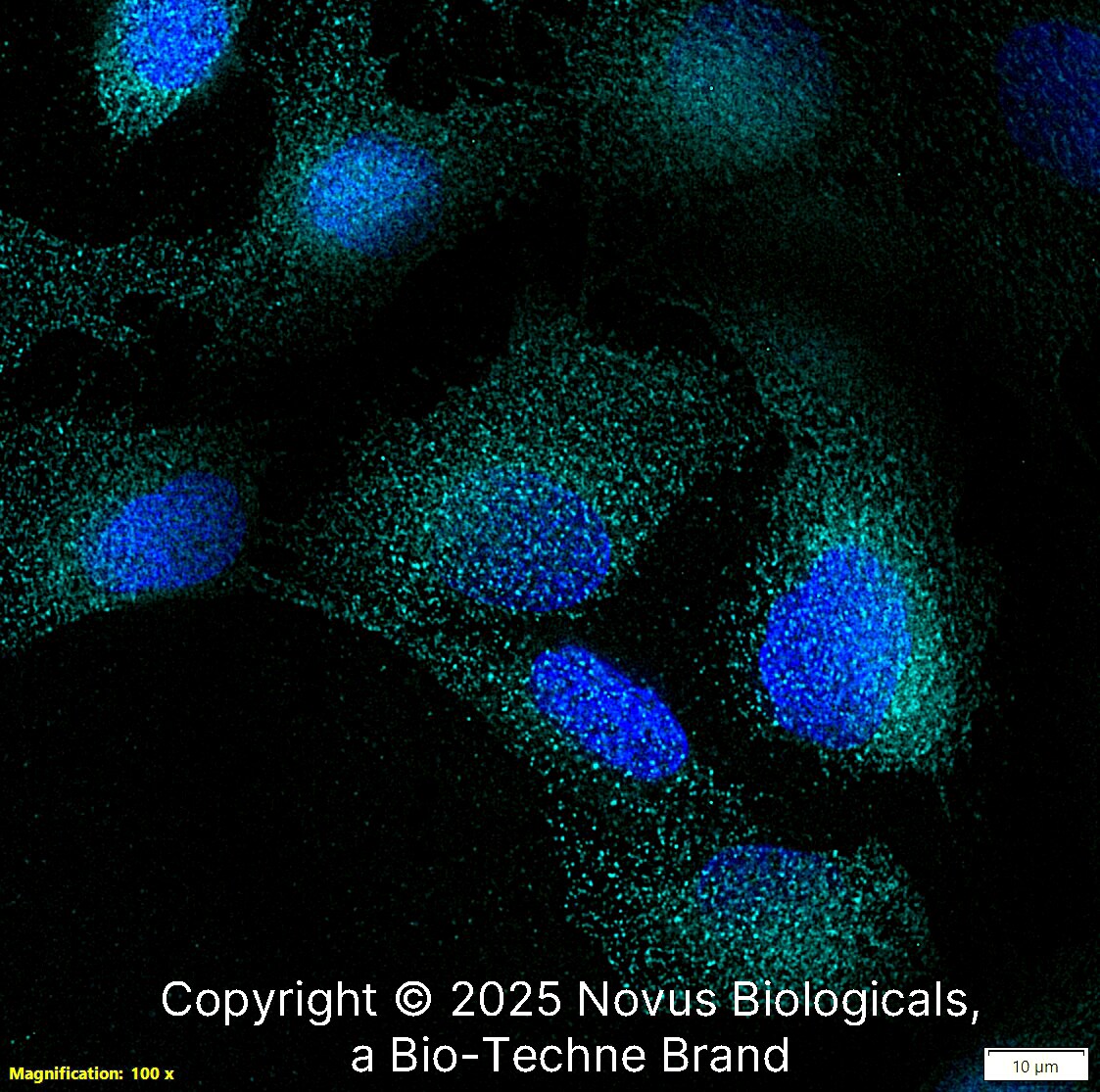 EDIL3/DEL1 Antibody - BSA Free