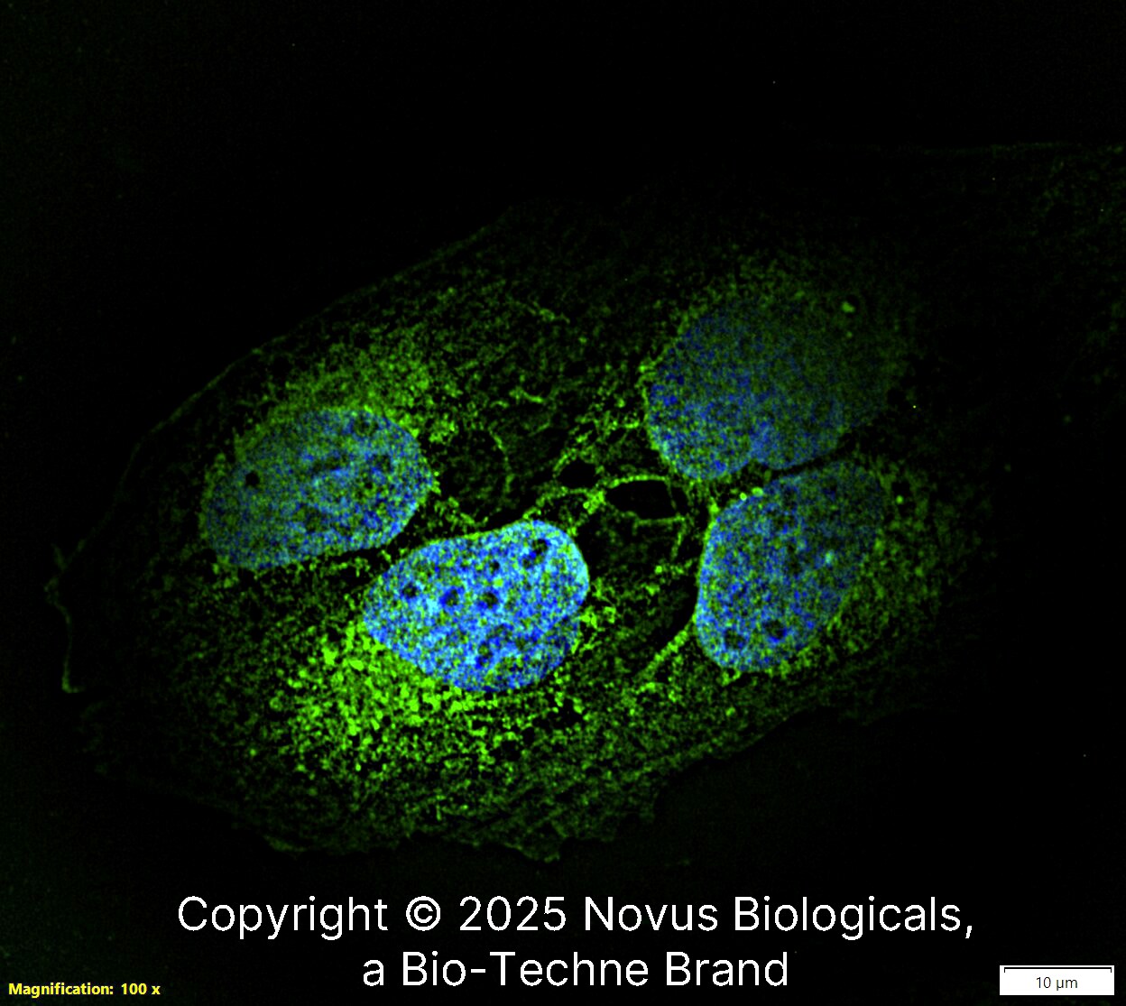 EDIL3/DEL1 Antibody - BSA Free