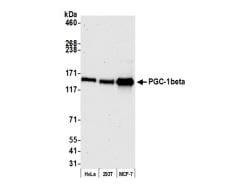 PGC-1 beta Antibody
