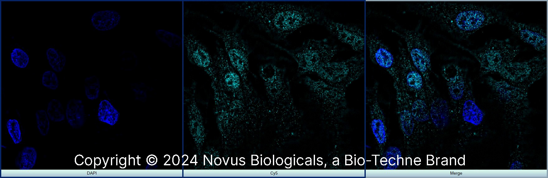Prox1 Antibody (5G10) - BSA Free