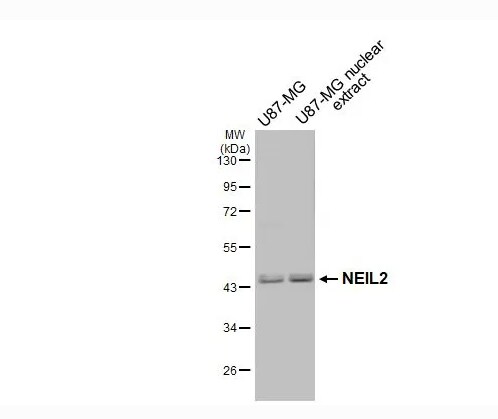 BRD2 Antibody