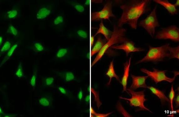 XRCC4 Antibody