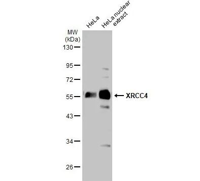XRCC4 Antibody