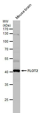 Flotillin 2 Antibody