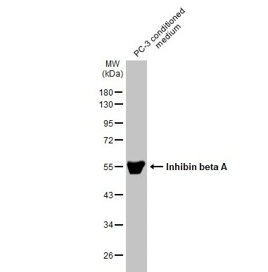 Activin A Antibody