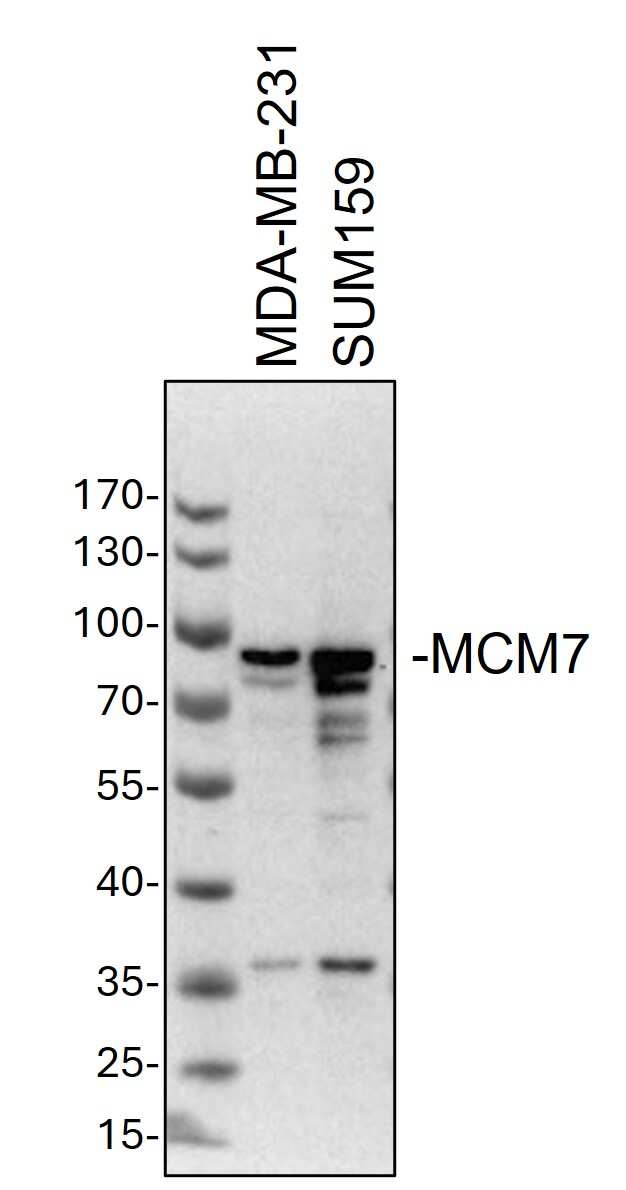 MCM7 Antibody