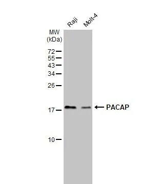 Proapoptotic Caspase Adaptor Protein Antibody