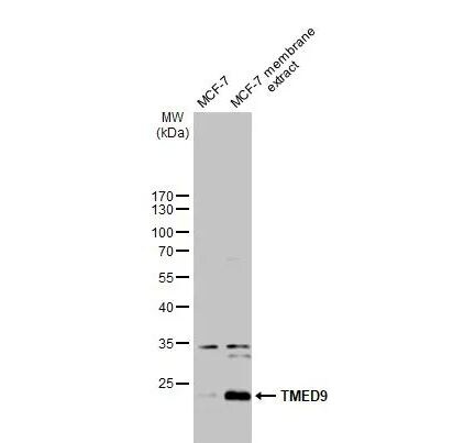 TMED9 Antibody