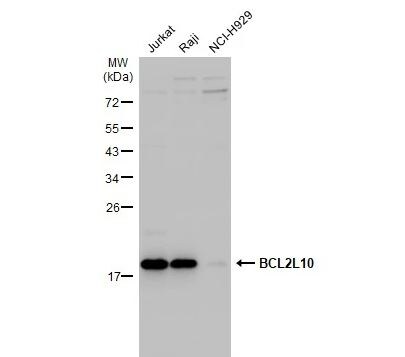 BCL2L10 Antibody