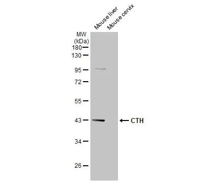 Cystathionase Antibody