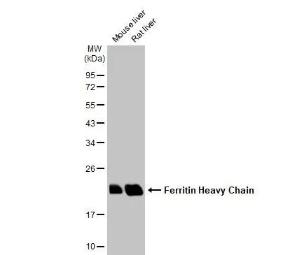 Ferritin Heavy Chain Antibody