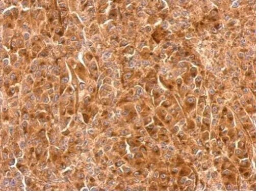 Granulin Antibody - BSA Free